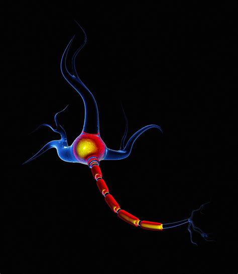 Nerve Cell Artwork 2 Photograph By Mehau Kulyk Fine Art America