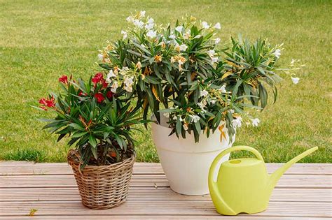 How To Grow And Care For Oleander Shrubs Gardeners Path