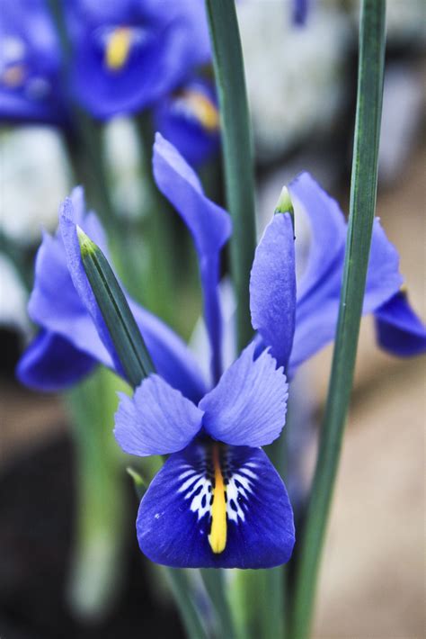 Fiore violetto, riyadh, saudi arabia. Immagini Belle : fiore, petalo, botanica, flora, occhio, fiori di primavera, fotografia macro ...