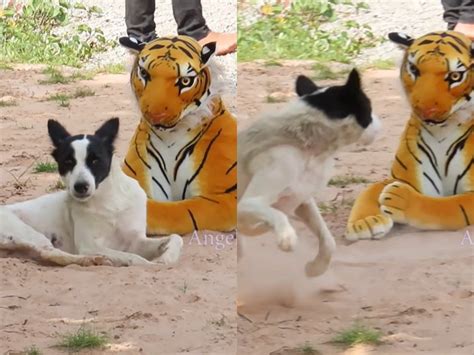 Youtuber Pranks Animals With Stuffed Tiger Youtuber Pranks Animals