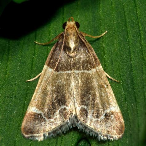 3 Interesting Facts About Indian Meal Moths Accurate Pest Control Ny