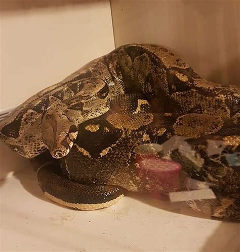 Panic As Six Foot Boa Constrictor Escapes Leeds Home Uk News