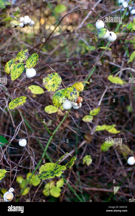 Symphoricarpos X Doorenbosii Snowberry White Hedge In A Surrey