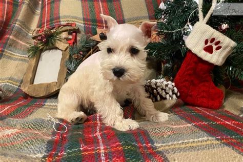 For the past hundred years or so, cropped ears are often requested. Akc White Noel: Schnauzer, Miniature puppy for sale near ...
