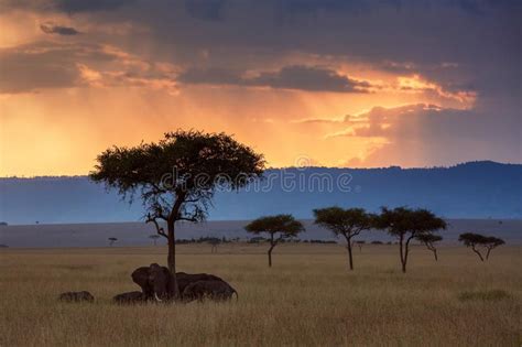Sunset Maasai Mara National Park Africa Kenya Stock Images Download