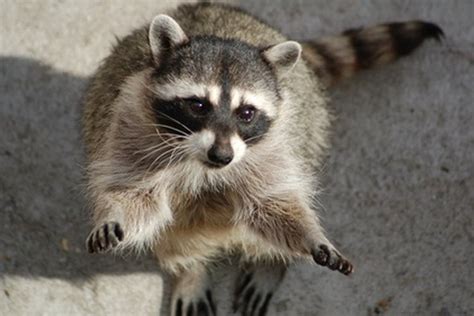 How To Identify Raccoon Poop Gone Outdoors Your