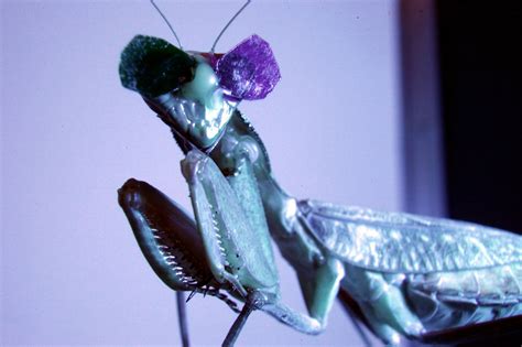 Hummingbird Brain Praying Mantis
