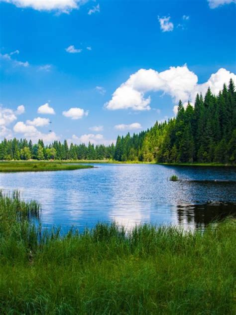 Scenic View Of Lake In Forest Desktop Wallpapers Computer Background