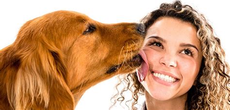Pet N Sur Why Do Dogs Lick People