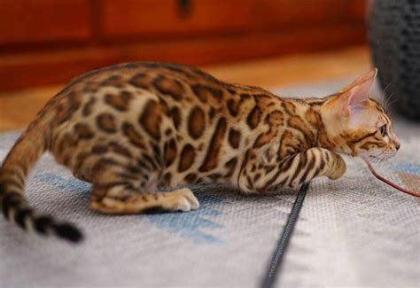 There are also questions about how many. Bengal Cats Australia. Breeding Bengal cats since 2009. We ...