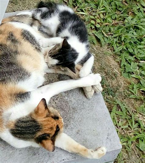 Susu manusia untuk anak kucing yang aman ialah yang mengandung rendah laktosa. Kucing Utara: Kenapa Anak Kucing Mudah Cirit