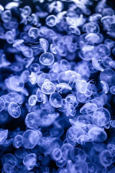 Small Jellyfish Stock Photos Royalty Free Small Jellyfish Images