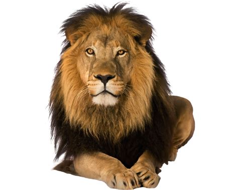 Lion Png Hd Isolated Png Mart