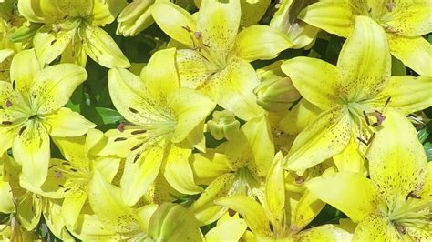 The Difference Between Daylilies And Lilies Youtube