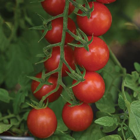 Artemis Hybrid Tomato Cherrygrape Tomato Seeds Totally