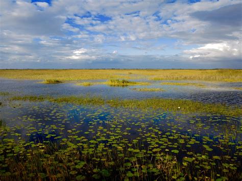 Everglades River Of Grass Adventures Miami Ce Quil Faut Savoir