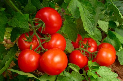 Tomatoes Types Daltons