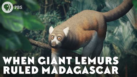 When Giant Lemurs Ruled Madagascar Youtube
