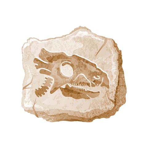 Esqueleto Fósil De Dinosaurio Cráneo De Hueso De Dino Vectorial