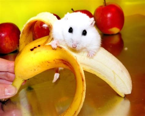 Hamster Eating Banana Banana Monkey And Banana Hamster Eating
