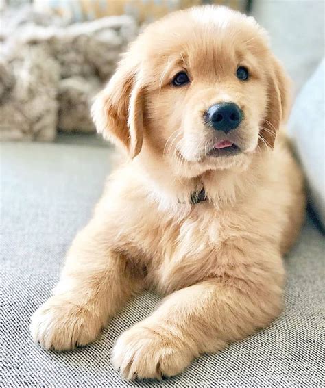 Puppy Cute Wallpaper Golden Retreivers Golden Retrievers Pets Lovers