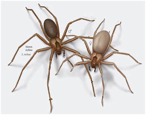 Brown Recluse Spider Loxosceles Reclusa Arachnipedia Wiki 48 Off