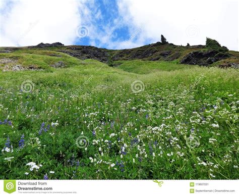 Wildflowers Bloom In A Meadow In The North Cascade Mountains In Summer