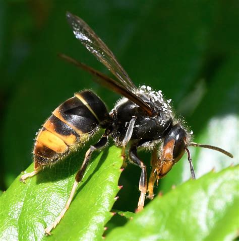 First Killer Asian Hornet Queen Found In Uk Amid Fears Of Summer Invasion Celebrity Tidings