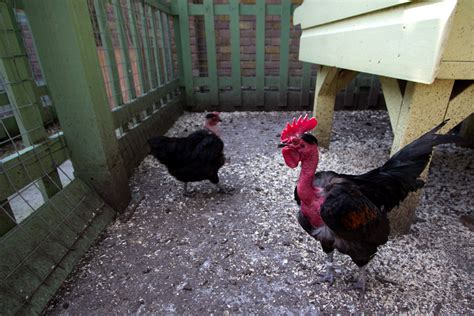 10 Unusual And Bizarre Chicken Breeds