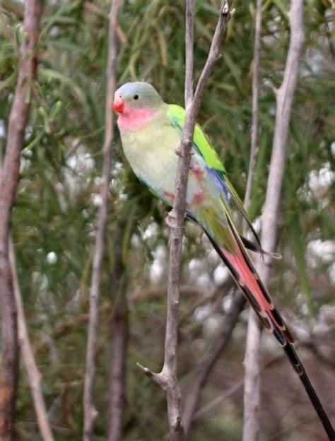 Princess Parrot Polytelis Alexandrae Parrot Australian Parrots
