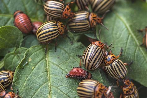 Uncommon Types Of Bugs And Insects That Might Destroy Your