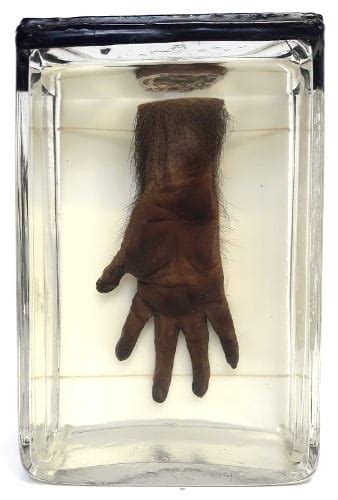 Specimen Of The Week Ucl Museums And Collections Blog
