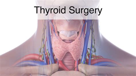 Your thyroid lies below your adam's apple, along the front of the windpipe. Thyroid Surgery (Thyroidectomy) - Otolaryngology ...