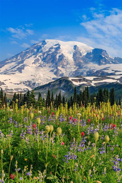 Mount Rainier National Park In Washington State National Parks Mount