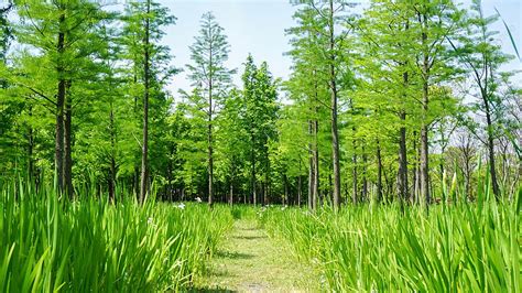 Forest Nature Summer Woods Plant Shade Photography Map With Pictures