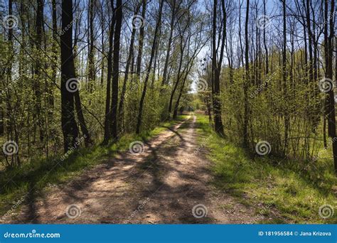 A Forest Path Leading Through A Spring Floodplain Forest With Beautiful