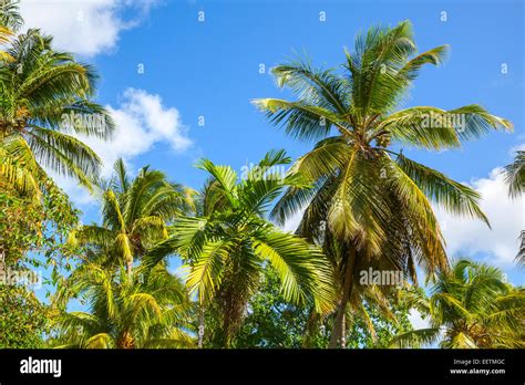 Blue Sky Green Palm Trees Hi Res Stock Photography And Images Alamy