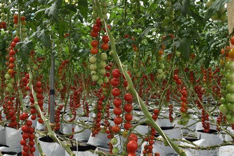 Rijk Zwaan Red Cherry Hybrid Tomato Seeds Pack Type Packet Packaging