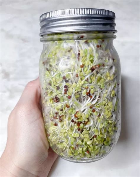 How To Grow Broccoli Sprouts At Home Easy Method