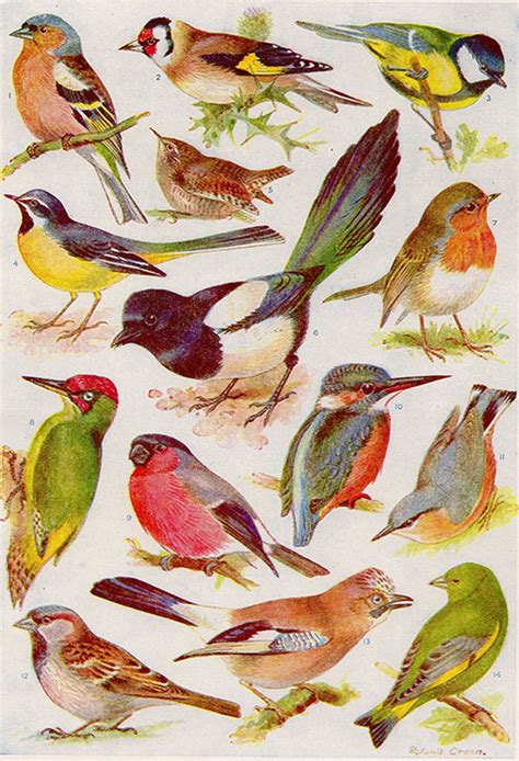 Vintage Bird Print Natural History Antique Illustration Bird Feathers