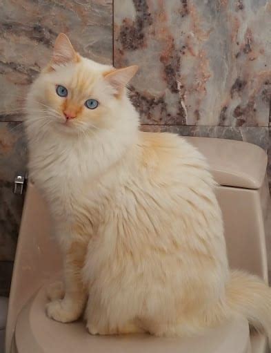 25 Best Images Flame Point Siamese Cat Personality Siamese Fancy