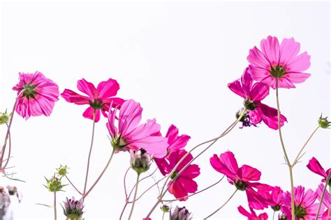Pink Cosmos Flower Beautiful Blooming Isolated On White Background