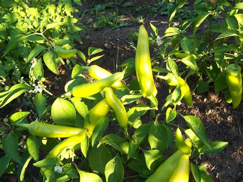 Hungarian Yellow Wax Peppers Aka Hot Banana Peppers Flickr