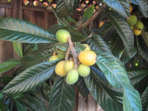 Loquat Tree Information Growing And Caring For A Loquat Tree
