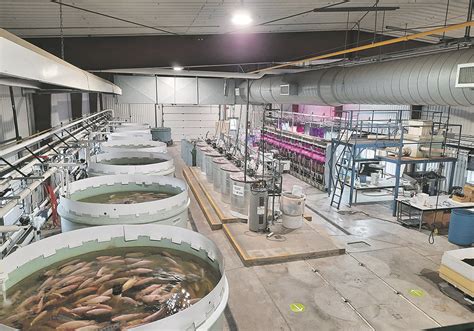 Fish Farming In Tanks