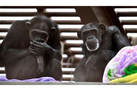 Chimps Rely On Their Friends To Feel More Relaxed Say Scientists