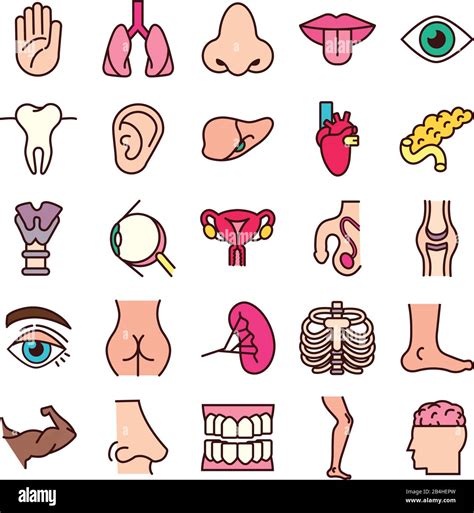 Body Parts Icons Set Cartoon Stock Vector Images Alamy