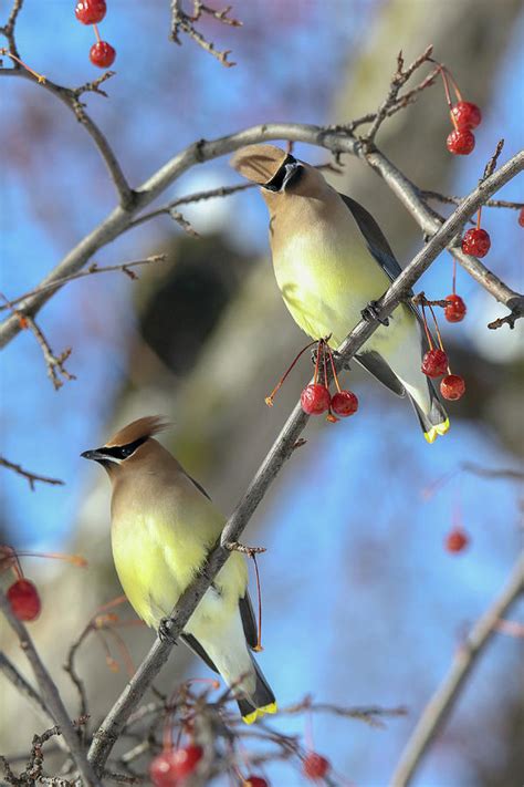 Cedar Waxwing With Berries Photograph By Brook Burling Fine Art