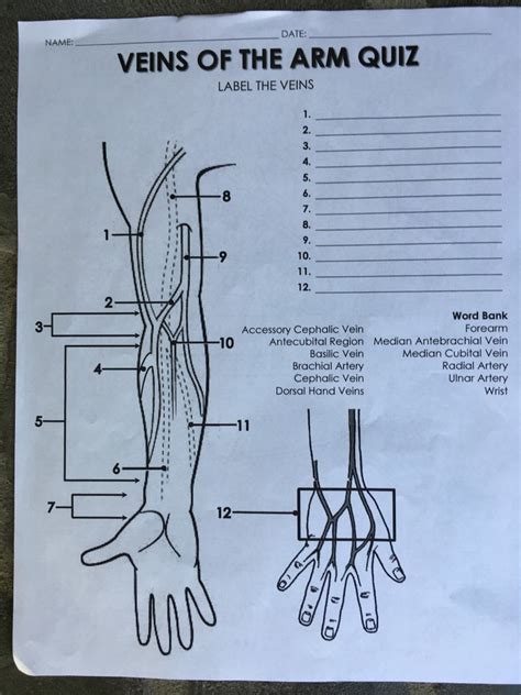 Phlebotomy Cvae Veins Of The Arm Quiz 1of2 Diagram Quizlet