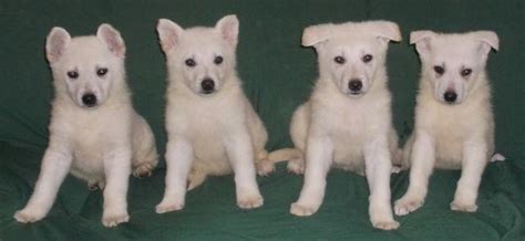 We did not find results for: AKC/UKC White German Shepherd Puppies for Sale in Oldtown, Maryland Classified | AmericanListed.com